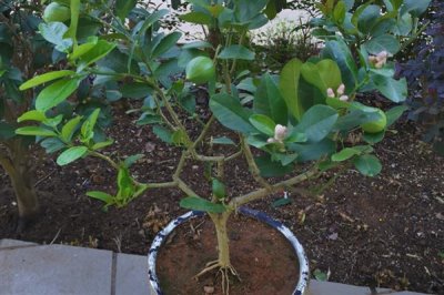 柠檬树叶子打卷的原因，可能是土壤不适或浇水不足所致