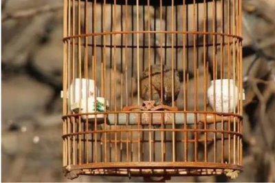 如何用小鸡料喂画眉，与玉米粉、黄豆粉等饲料混匀饲喂