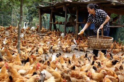 散养鸡如何养殖，养鸡时要选择合适的鸡苗