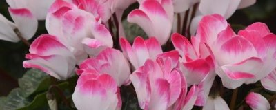 仙客来不开花如何处理，适当创造低温条件有助于花朵开放