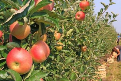 杨梅保花保果的方法,盛花期可喷施赤霉素