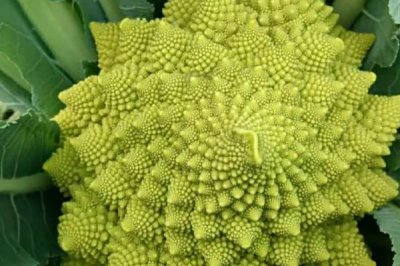 宝塔花椰菜的育苗技术要点,苗期白天的适宜温度为20-24℃