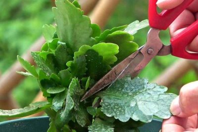 新苗长寿花的修剪方法，株高达到4-6厘米时摘除顶部的幼芽