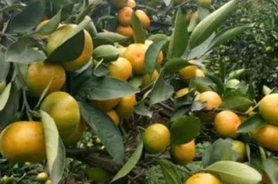 柑橘缺钙怎么办，施肥时需减少氮钾肥的过量施用