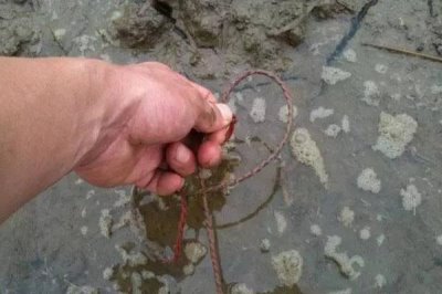 钓黄鳝用猪肝可以吗，是肉食性鱼类可以用猪肝做饵