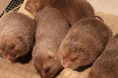 竹鼠引种到场后的注意事项，首先要注意的就是温度