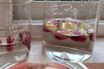 刀豆种子如何浸泡催芽,提高发芽率和成活率