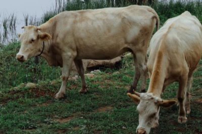 牛的繁殖方法,可进行人工或自然配种