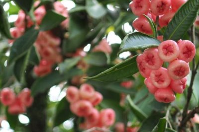 莲雾果树能在北方种植吗，可以但只能在温室环境中进行