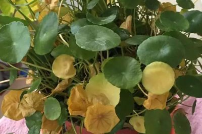 铜钱草冬天叶子黄了是什么原因,怎么解决