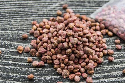 夏天种植菠菜如何处理种子，种植前需逐粒剥切种子果皮