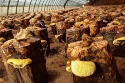 种植桑黄的利润和风险,效益可观但一些企业会进行欺骗经营