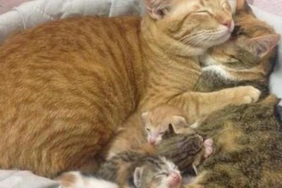 猫怀孕多少天生产,孕期为56-71天