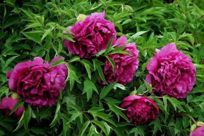 紫斑牡丹的种植方法,喜欢日照时间长的环境