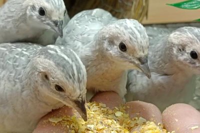 芦丁鸡在室内养有没有细菌,有细菌所以要定期通风换气