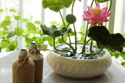 小睡莲怎么进行无土水培，用清水浸种7天再放入容器中