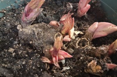 芍药种植第一年能不能开花，通常要在第二年才能开出花朵