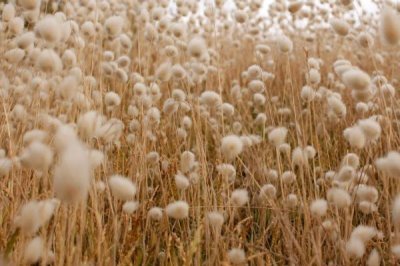 羊胡子草种子如何挑选,要选择健康饱满、无霉菌的种子