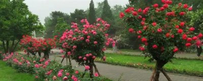 南阳月季树的价格，一棵需要25-80元左右