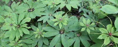 草河车的种植技术，可块茎繁殖也可种子繁殖