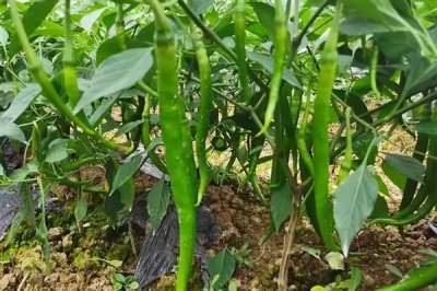 高磷型高钾型平衡型水溶肥的区别，使用时期和起到的效果不同