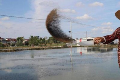 斑节对虾的产地,一般栖息于浅海海域