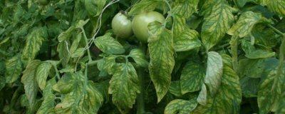 西红柿缺镁的症状,首先会表现出老叶