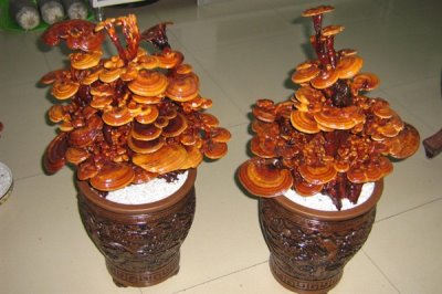 灵芝盆景的养殖环境，喜欢高温的环境