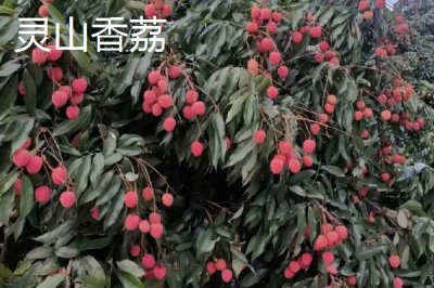 灵山荔枝品种,三月红的成熟时间最早