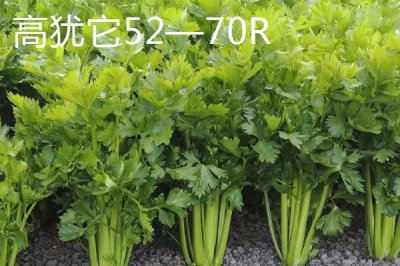 芹菜的品种,不同品种的亩产量不一