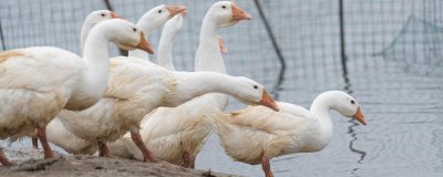 产蛋鹅的饲养管理技术，小型鹅开产时间为150-180天