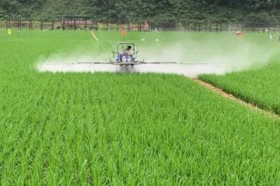 防治水稻钻心虫的时间和方法,扒开叶鞘发现幼虫时即可防治