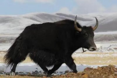 一头牦牛能卖多少钱,可以卖大约1-2万元