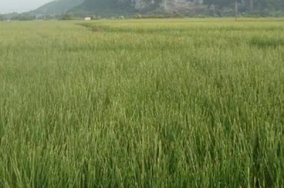 荸荠的施肥技术,一定要施足基肥