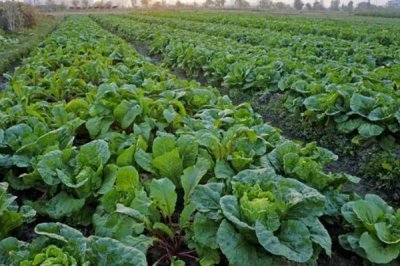 蔬菜的种植成本和利润,一亩蔬菜大棚所需成本为7000元左右