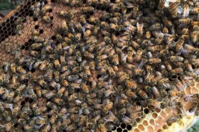 意蜂怎样组织双王群,先混淆两群蜂的群味后再组成双王群