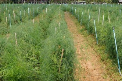 芦笋春季种植技巧，常用的种植方法为播种育苗