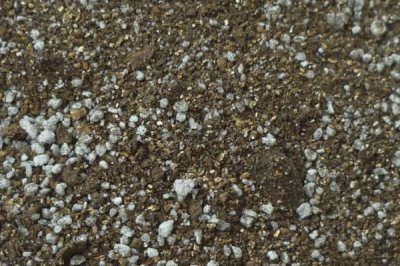 怎么扦插三角梅，剪取健康的枝条插入土壤中