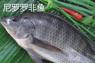 罗非鱼的品种,品种多为杂交培育而来的