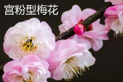 红梅的品种,品种较多各有特点