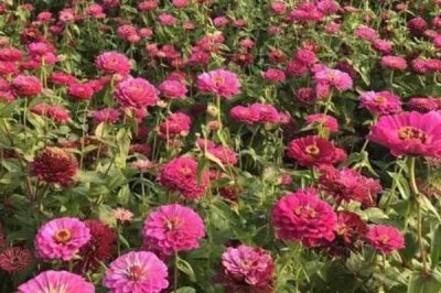 百日菊的养殖方法,整个生育期保持充足的光照