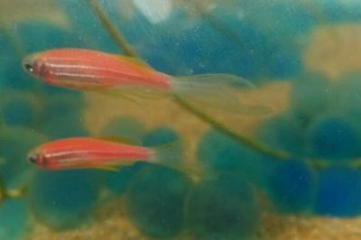 红斑马娃娃鱼好不好养，饲养难度大不适合新手