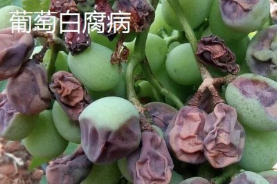 葡萄病虫害防治技术,不同病害的为害部位不同