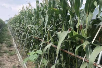 黑玉米种子售价以及如何种植，一斤需要40-60元左右