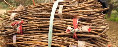 蝉卵怎么孵化,选择树体密、树种杂、蝉量多的场所采集卵枝