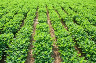 花生追肥时间,苗期和开花结荚期均可施肥