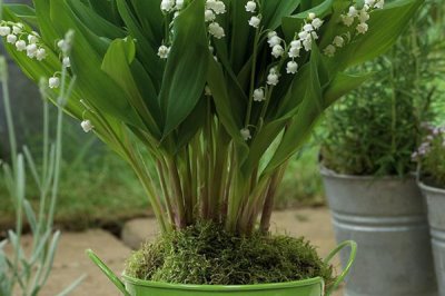 铃兰花苗的价格,因规格不同而有所差异