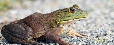 牛蛙简介,原产于北美洲