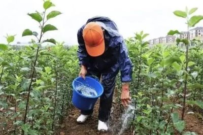 钙镁微肥的施用技巧,常见以下5种方式