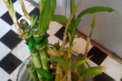 让富贵竹生根的方法，剪除细根再进行水培